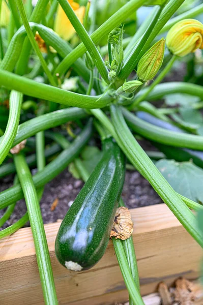 Squash cukety rostoucí doma v pěstitelské krabici — Stock fotografie