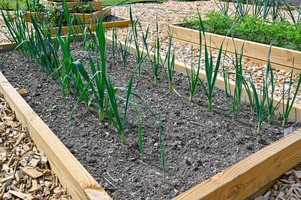 Rows of leek at home in cultivating box — 스톡 사진