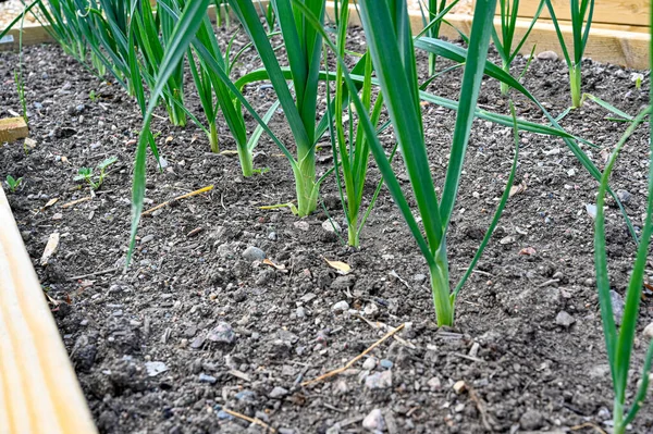 Rows of leek at home in cultivating box — 스톡 사진