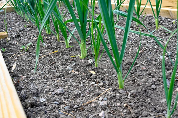 Linhas de alho-porro em casa em caixa de cultivo — Fotografia de Stock