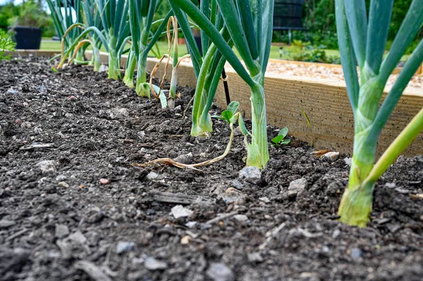 Onions growing in rows at home in cultivating box — 图库照片