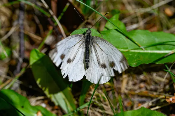 Macro foto de una mariposa blanca en Suecia —  Fotos de Stock