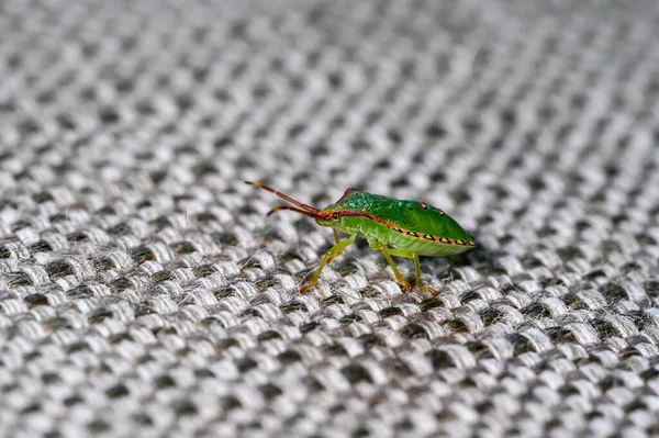 Closeup of green stink bug on sofa indoors — Stock fotografie