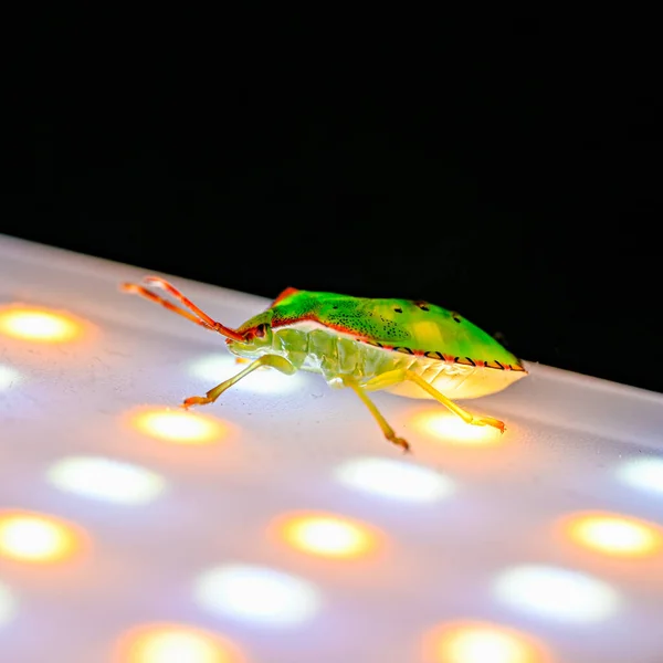 Illuminated green stink bug walking on led light — Stock fotografie