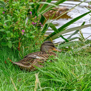 Yaban ördeği kuşunun gölün yakınındaki çimlerde