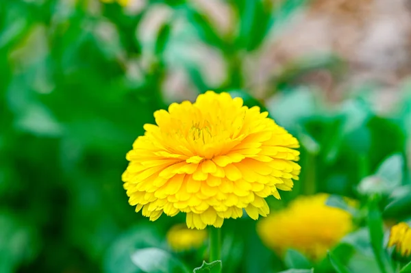 Round yellow marigold flower blooming in flowerbed — Stock Photo, Image