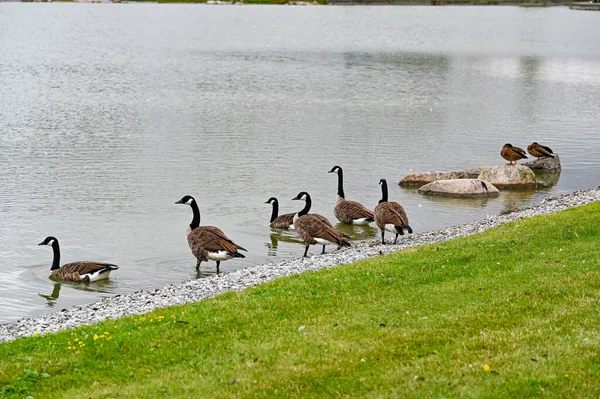 Canada gans in openbaar park bij een vijver — Stockfoto