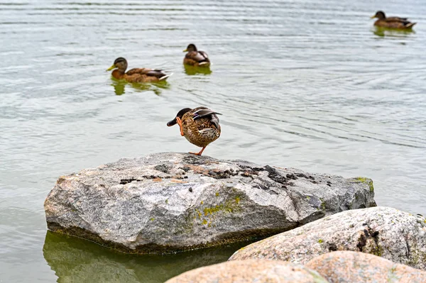 Ente steht auf einem Bein auf einem Felsen im See — Stockfoto