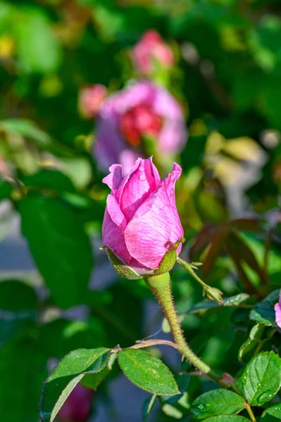 Closeup on pink rose bud in garden — Stock Photo, Image