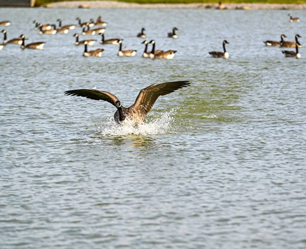 加拿大鹅在公园池塘里着陆 — 图库照片