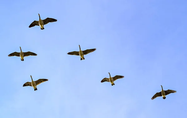 Канадские гуси летают по облачному небу — стоковое фото