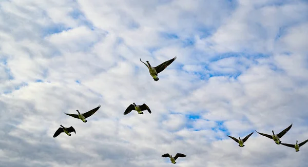 Канадские гуси летают по облачному небу — стоковое фото