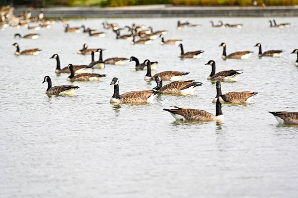 Canada ganzen zwemmen in kleine vijver september 2021 — Stockfoto