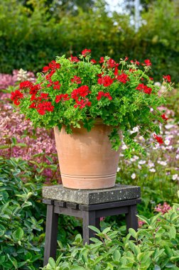 Büyük kırmızı sardunya çömlek içinde.