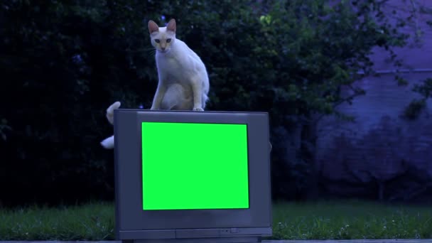 White Cat Beagle Dog Old Television Con Schermo Verde Tono — Video Stock