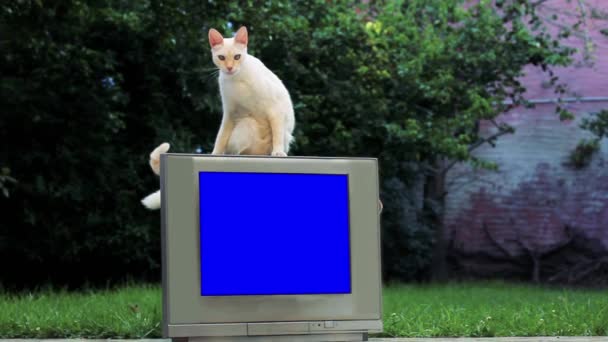 Cat Dog Dan Old Television Dengan Blue Screen Anda Dapat — Stok Video