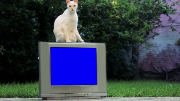 White Cat Old Television Blue Screen You Can Replace Blue — Stock Video