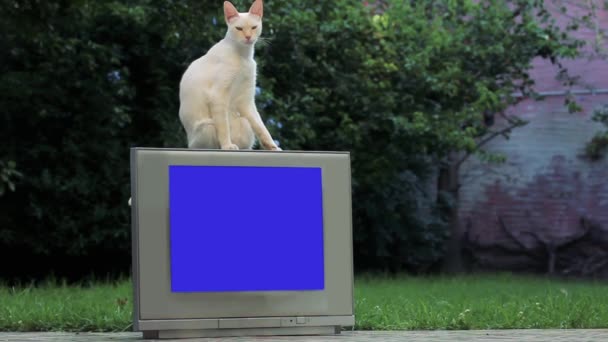 白猫坐在一个有彩色蓝屏的老电视上 你可以用你想要的镜头或图片替换蓝色屏幕 你可以在 或任何其他视频编辑软件中使用Keying效果来完成 — 图库视频影像
