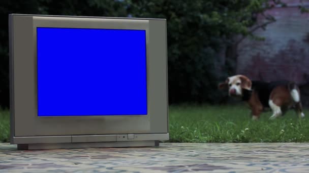 Beagle Dog Old Television Met Een Chroma Blue Screen Achtertuin — Stockvideo