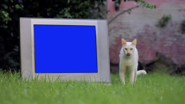 Oude Retro Televisie Met Blauw Scherm Witte Kat Buiten Kunt — Stockvideo