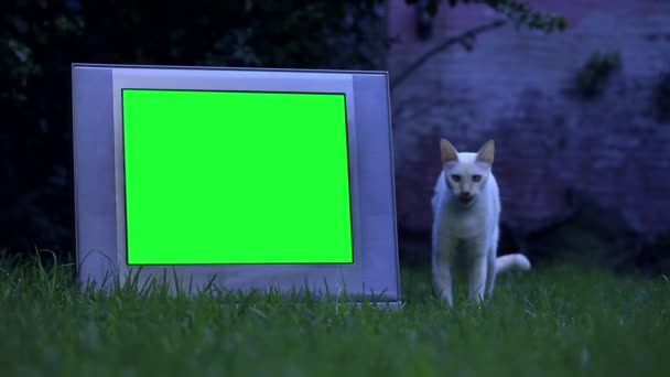 Old Retro Television Green Screen White Cat Outdoors Night Tone — Stock Video