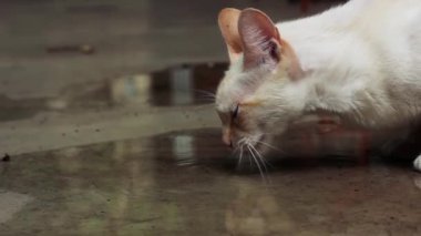 White Cat drinking Water from a Puddle on the Floor. Close-Up.  