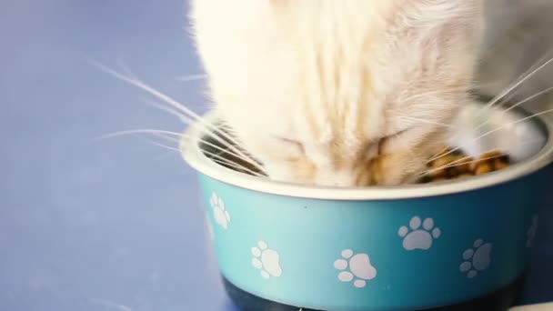 White Cat Eating Bowl Kitchen Surface Close — Stok video