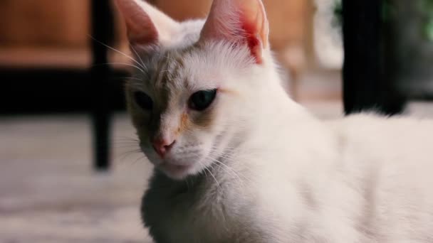 Bílá Kočka Modrýma Očima Ležící Obývacím Pokoji Close — Stock video