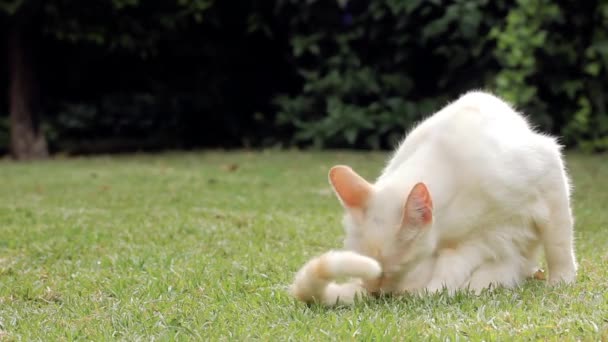 Weiße Katze Leckt Ihren Schwanz Garten Nahaufnahme — Stockvideo