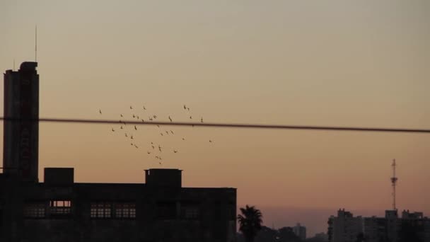 Hejno Ptáků Letí Při Západu Slunce Natočeno Buenos Aires Argentina — Stock video