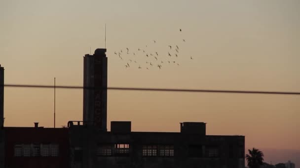 Vogelschwärme Fliegen Bei Sonnenuntergang Gedreht Buenos Aires Argentinien — Stockvideo