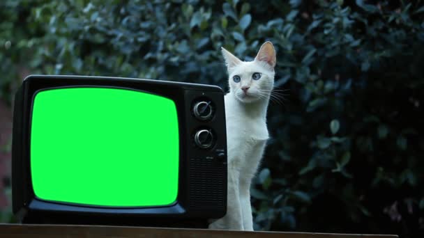 白猫と緑の画面の古いレトロテレビ 緑の画面を必要な映像や画像に置き換えることができます Effectsやその他のビデオ編集ソフトウェアでキーエフェクトを使用することができます Youtubeでチュートリアルを確認してください — ストック動画