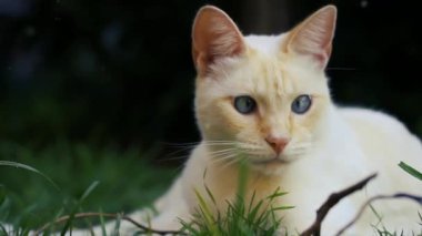 Beyaz Kedi çimlerin üzerinde yatıyor. Yakın plan. 