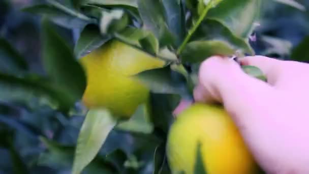 Männliche Hand Hebt Eine Zitrone Von Einem Baum Auf Nahaufnahme — Stockvideo