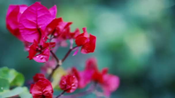 Röda Blommor Bougainvillea Tree Santa Rita Närbild — Stockvideo