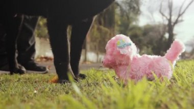 Kara Köpek oyuncak köpeği kokluyor. Yakın plan.  