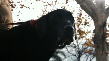 Kara Köpek kameraya bakıyor. Yakın plan. Yakınlaştır.  