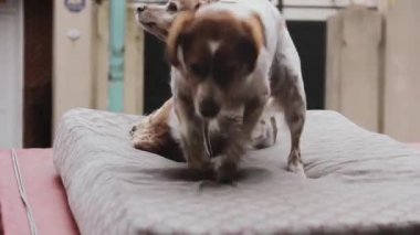 Sokak Köpekleri Sokakta Oynuyor.  