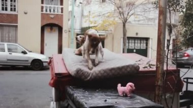 Köpek caddede köpek oyuncağına havlıyor..  