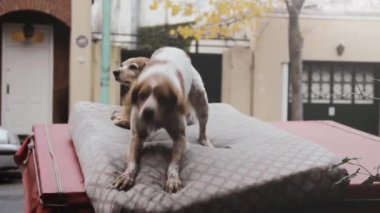 Sokakta terk edilmiş bir yatakta oynayan sevimli bir köpek. Yakınlaştır.  