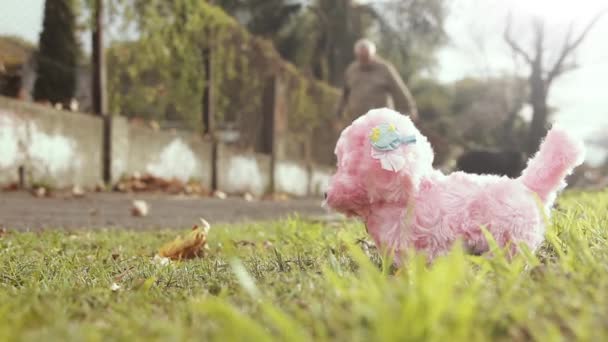 Kleine Pink Toy Dog Verlaten Straat Sluiten — Stockvideo