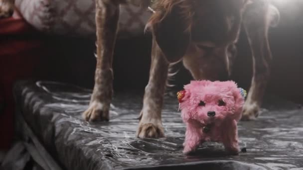 Stray Dog Farejando Pequeno Cão Brinquedo Vintage Rua Fechar — Vídeo de Stock