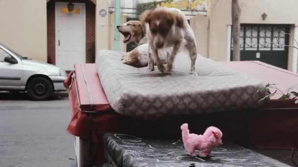 Zenuwachtig Opgewonden Hond Blaffen Naar Een Hond Speelgoed Straat — Stockvideo