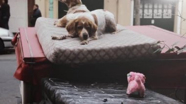 Sokakta Köpekler ve Köpek Oyuncakları. 