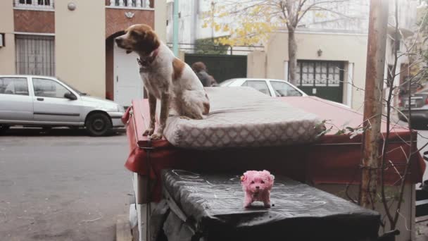 Köpek Caddede Köpek Oyuncağına Havlıyor — Stok video