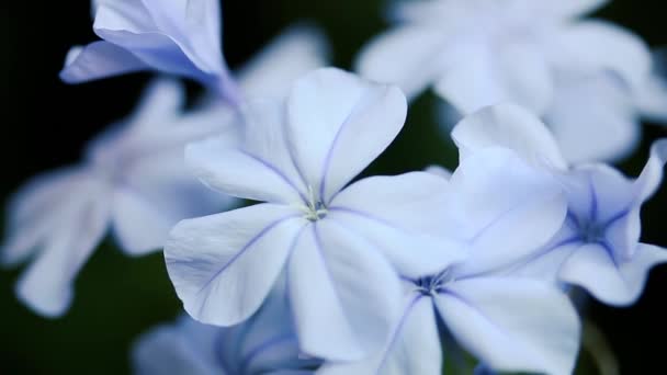 Flowers Blue Plumbago Plumbago Auriculata Cape Leadwort Cape Plumbago Species — Stock Video