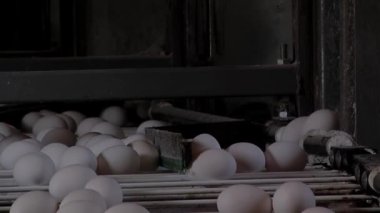 Kümes hayvanları, Taze Tavuk Yumurtalarının Hareketi için Otomatik Taşıyıcı, Endüstriyel Yumurta Üretim Hattı. Kapat..  