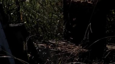 Apiary 'de Kovan Çerçevesini inceleyen bir arı yetiştiricisi, Arı Kovanı Çerçevesi ve Arı İçicisi' ni tutan bir adam, Kovan içen bir arı yetiştiricisi.. 