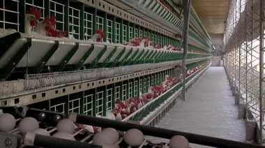 Kümes hayvanları çiftliğindeki kafeslerde kırmızı tepeli tavuklar. Kümes hayvanları, gıda endüstrisi konsepti, tavuk yumurtası üretimi..  