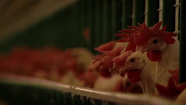 Kycklingar Med Red Crest Burar Fjäderfägården Fjäderfäuppfödning Koncept För Livsmedelsindustrin — Stockvideo